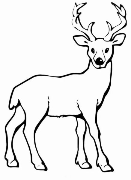 Олень раскраска для детей