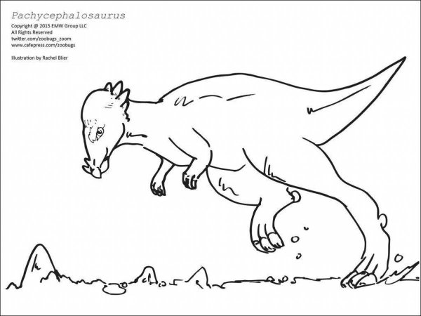 Картинки раскраски пахицефалозавр (48 фото)
