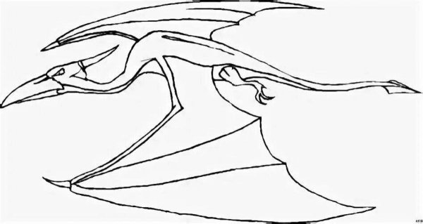 Птеранодон раскраска