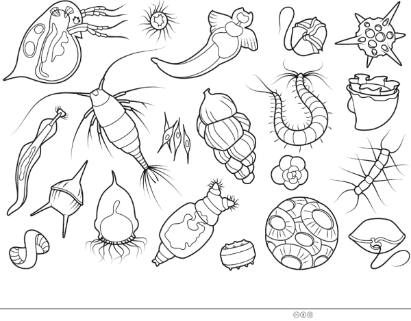 Мистер Крабс раскраска