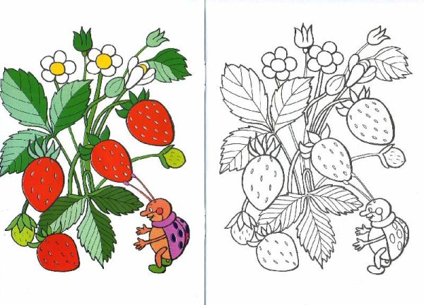 Раскраска "ягоды"