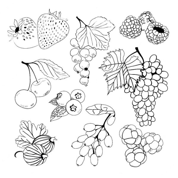 Раскраски ягоды для дошкольников