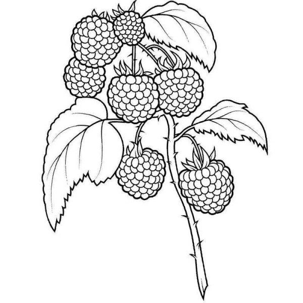 Малина раскраска для детей