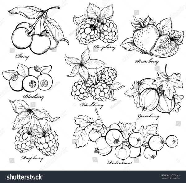 Ягоды карандашом