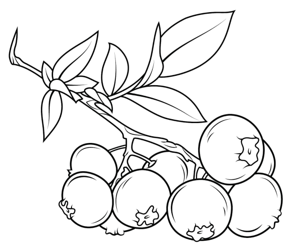 Раскраска ягод брусника для детей