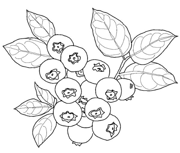 Ягода черника раскраска для детей