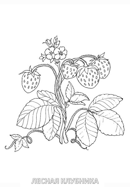 Ягоды раскраска для детей