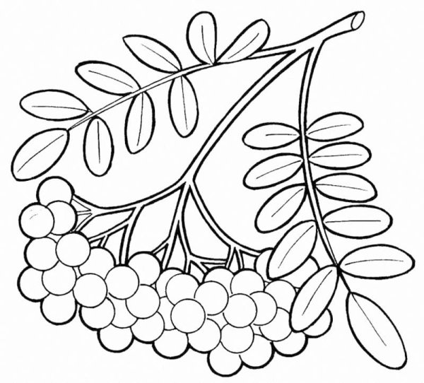 Рябинка раскраска