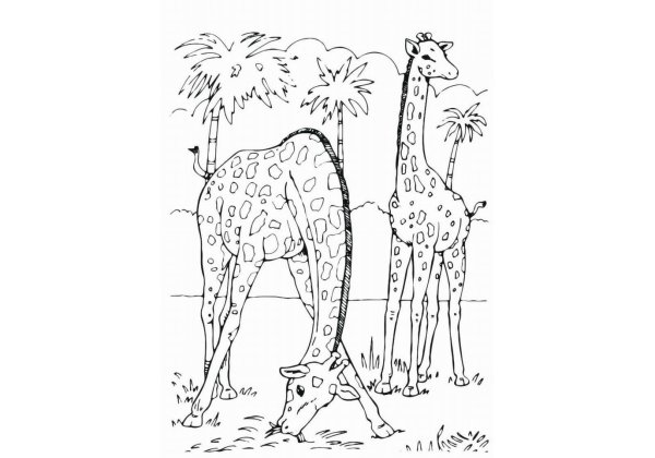Животные Африки раскраска