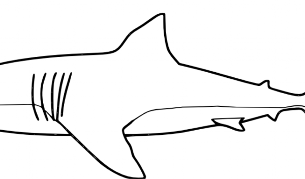 Акула контур