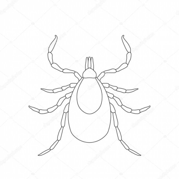 Клещ раскраска