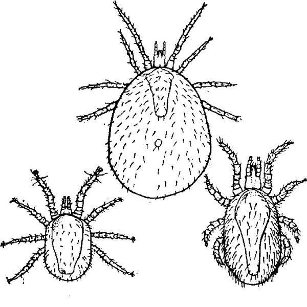 Гамазовый клещ Dermanyssus gallinae