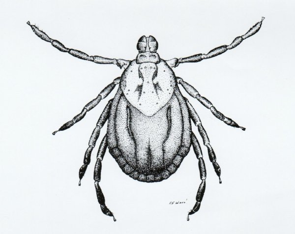 Dermacentor pictus строение