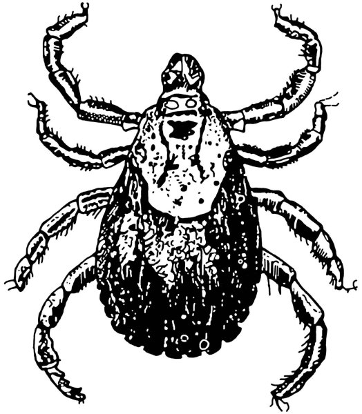 Клещ Ixodes