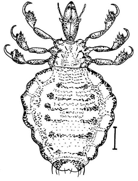 Pediculus humanus строение