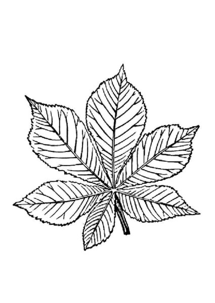 Листья раскраска