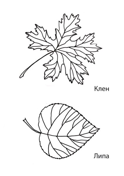 Листья клена рябины дуба березы