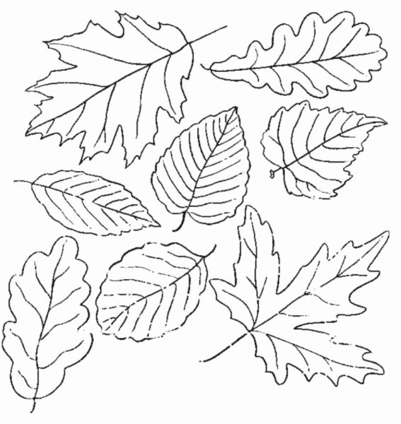 Картинки раскраски листья деревьев (53 фото)