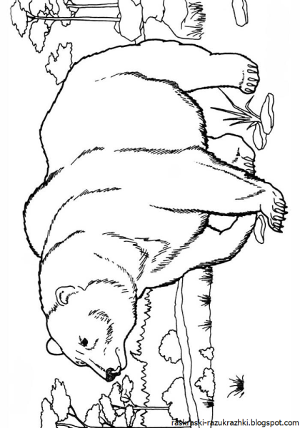 Медведь раскраска