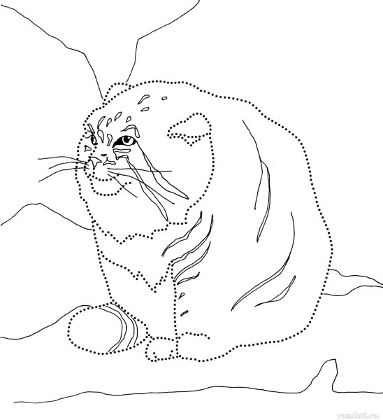 Дикий кот Манул раскраска