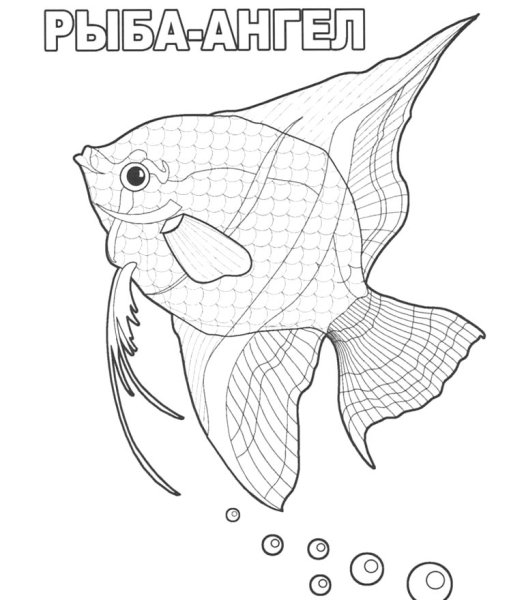 Раскраска аквариумные рыбки скалярии