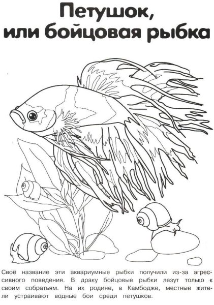 Рыбка петушок раскраска