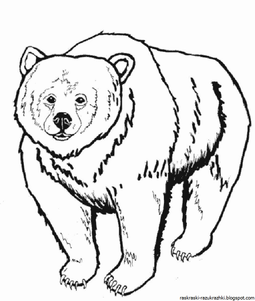 Картинки раскраски бурого медведя (51 фото)