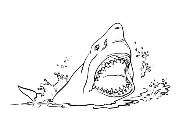 Картинки раскраски толстой акула (50 фото)