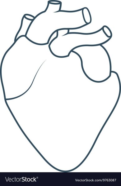 Рисунок Строение Сердца 8 Класс (57 Фото)