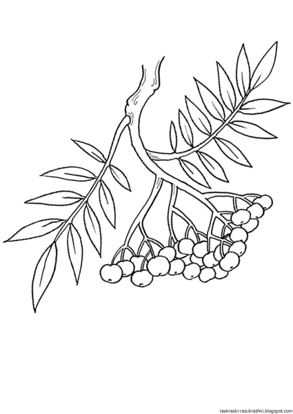 Веточка рябины раскраска