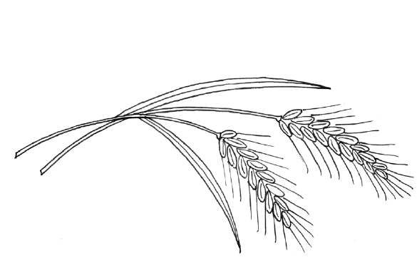 Колосок пшеницы раскраска