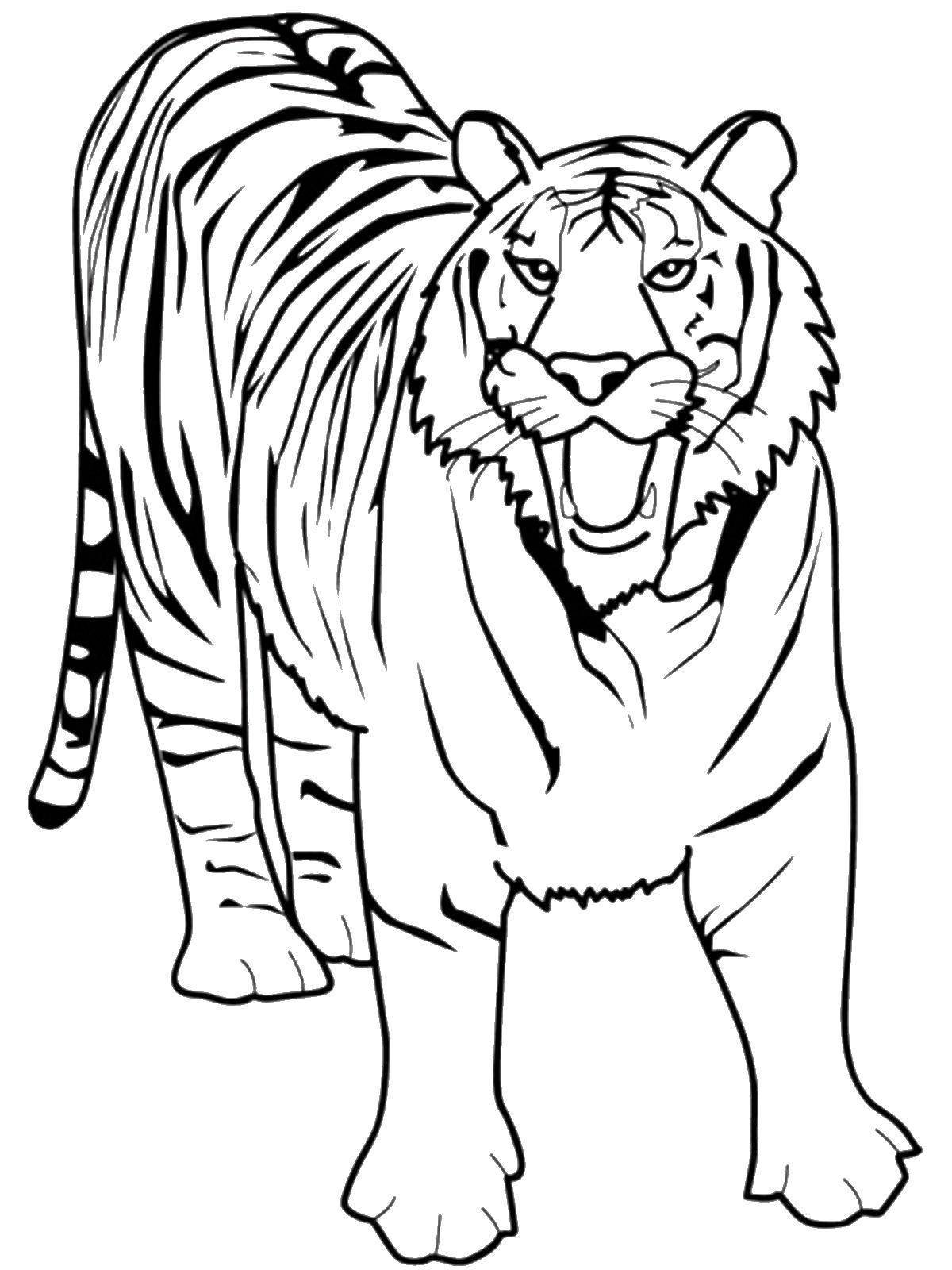 Картина по номерам Амурский тигр, 40x50 см. Фрея