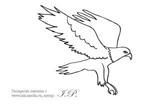 Ястреб раскраска