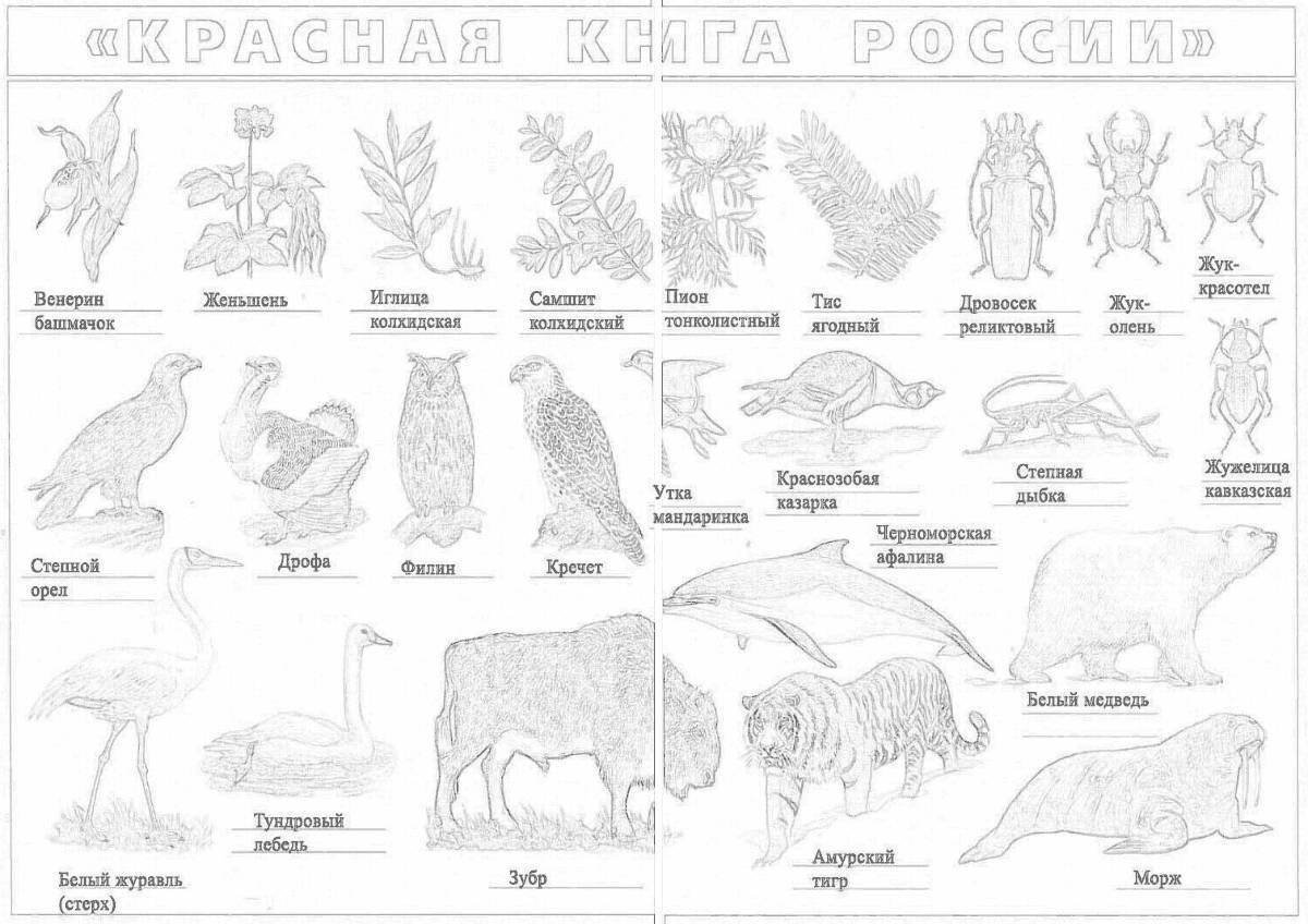 Растения и животные красной книги рисунки детей (47 фото) » рисунки для срисовки на slep-kostroma.ru