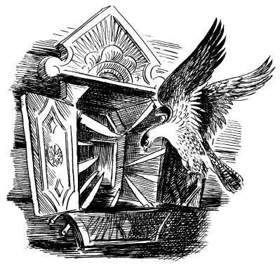 Финист Ясный Сокол раскраска