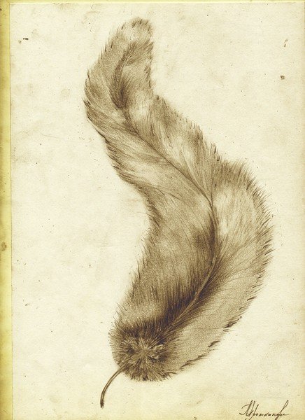 Перо Финиста ясна Сокола рисунок