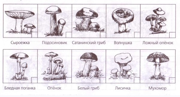 Картинки раскраски съедобных грибов (45 фото)