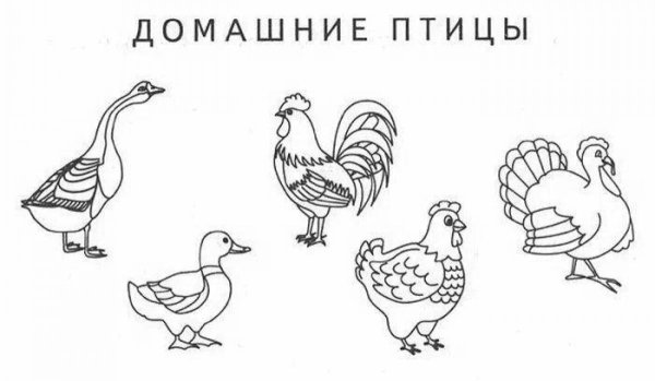 Домашние птицы. Раскраска