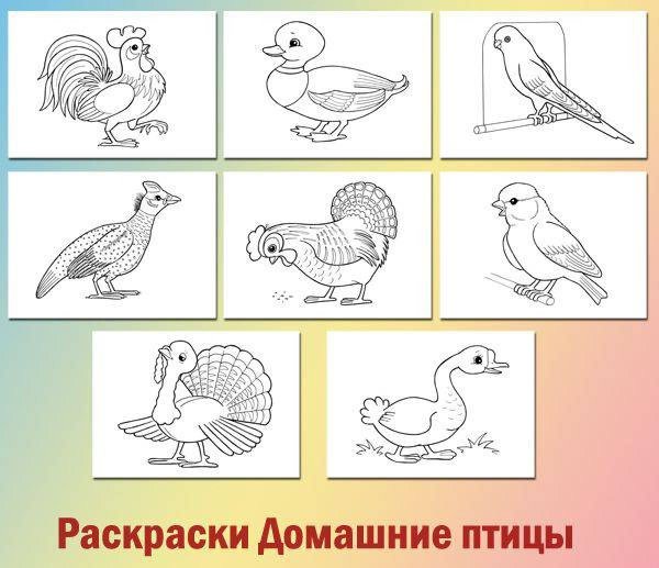 Домашние птицы. Раскраска