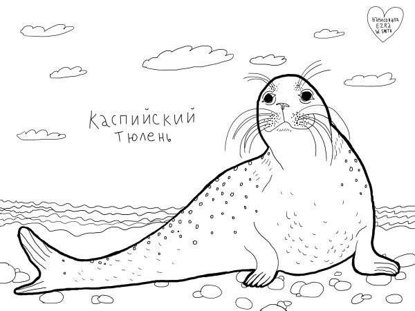 Морской котик раскраска
