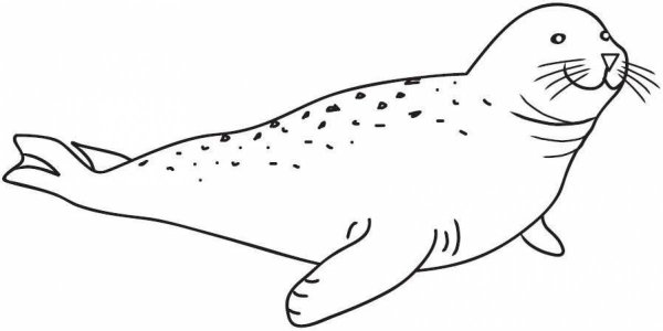 Тюлень раскраска