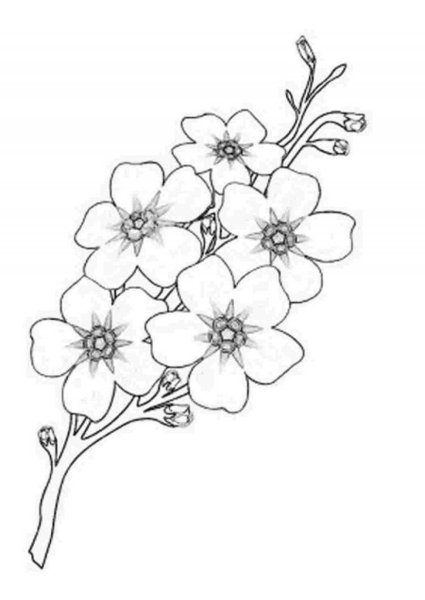 Ветка Сакуры раскраска для детей