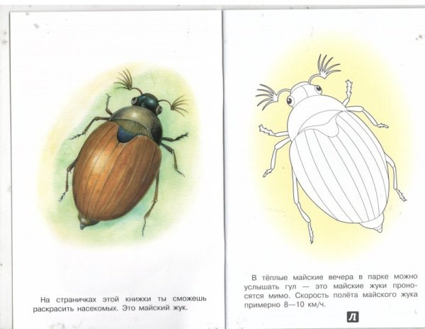 Картинки раскраски майский жук (52 фото)