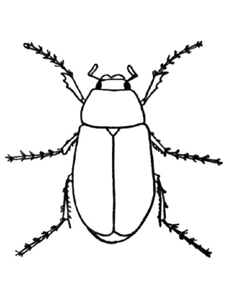 Жук раскраска