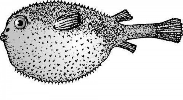 Рыба фугу раскраска