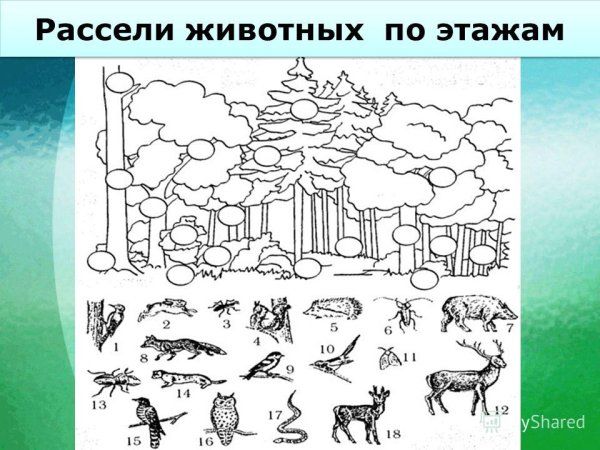 Природный мир задания