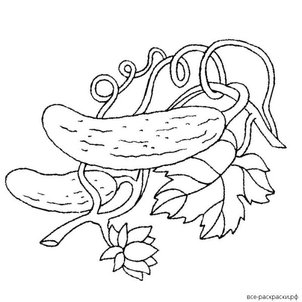 Раскраска Носова огурцы