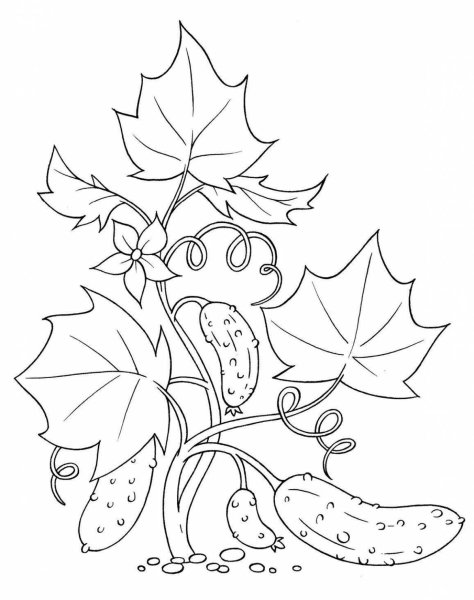 Огурец раскраска