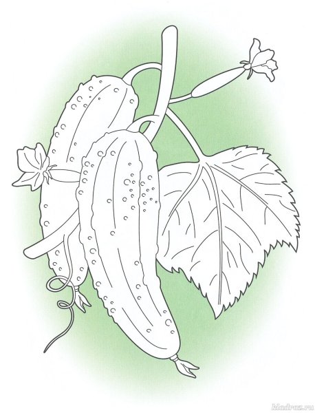 Огурец раскраска