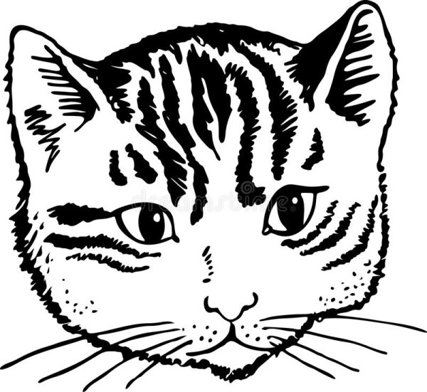 Морда кота раскраска